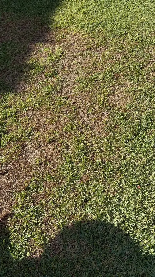 Césped con zonas secas por chinche de la grama en Bormujos